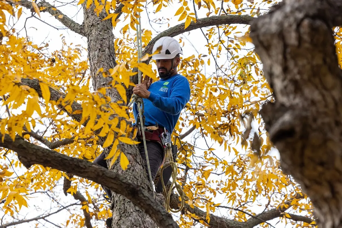 Skilled Tree Planting crew working in Hopkinton