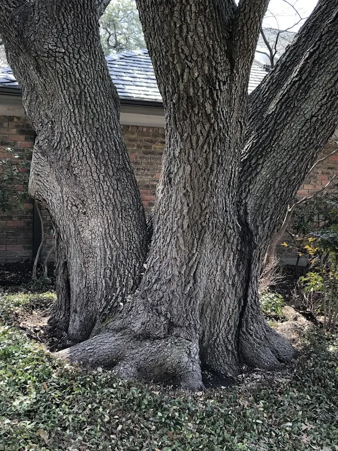 Mature heritage tree close to a Hopkinton property cared for by certified arborists